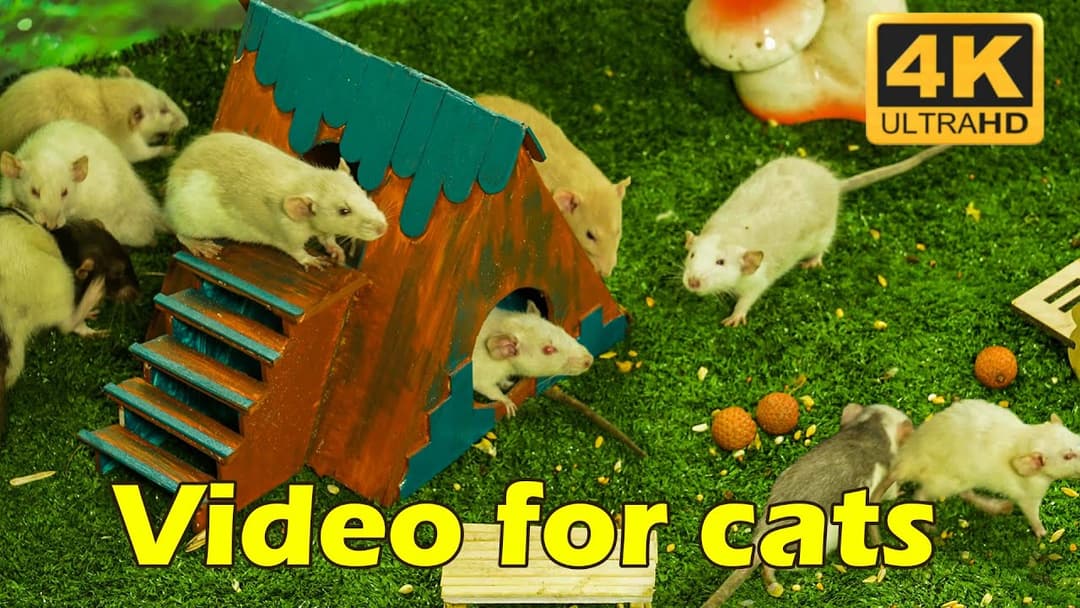 Cat TV: Mouse Madness in 4K UHD - 4 Hours of Endless Entertainment for Cats | Catflix