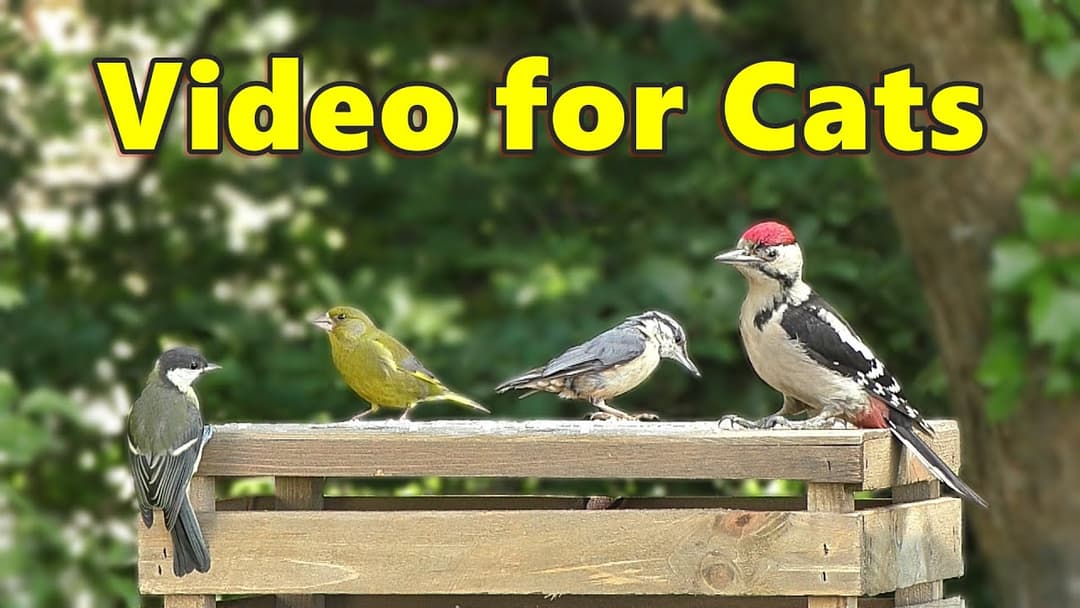 Cat TV ~ Birds for Cats to Watch Extravaganza ⭐ 8 HOURS ⭐