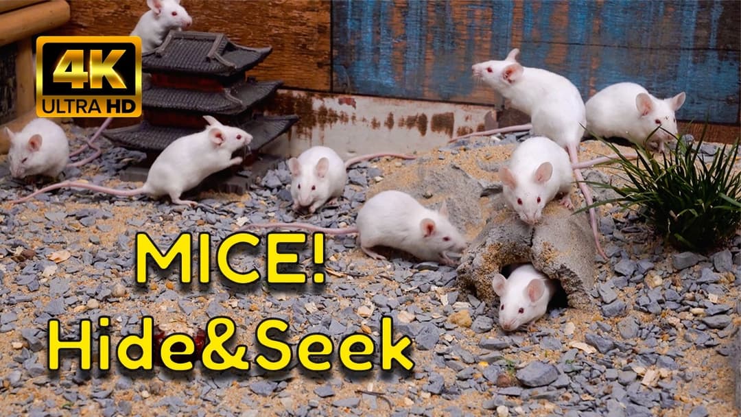 The Ultimate Hide & Seek Mice - The Log Tunnel & The Zen Temple | 4K Videos for Cats
