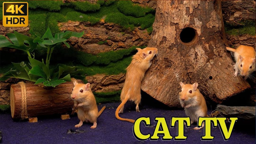 Hide & Seek Unlimited: Tiny Mice Marathon in Forest Frenzy 4K | Catflix