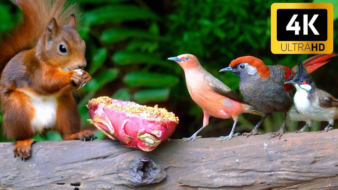 CAT TV NO ADS 😺 Summer Fun with Cutest Squirrels and Adorable Little Birds🐤 4 hours of Nature Escape