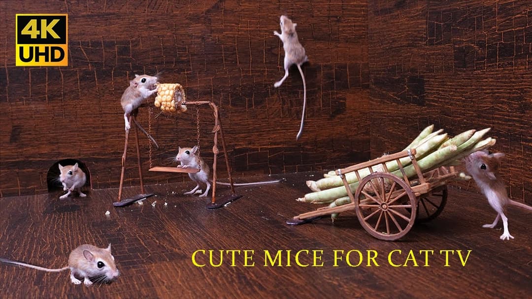 Cat TV Epic Mice Adventure for cats to watch 4k | 8 hour Non-Stop Fun for Cats