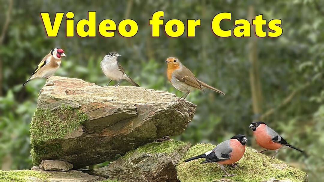 Birds for Cats to Watch on TV ~ For People Too ⭐ 8 HOURS ⭐