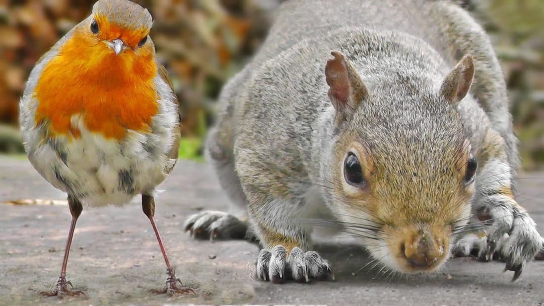 Videos of Birds Chirping and Squirrels For Cats To Watch