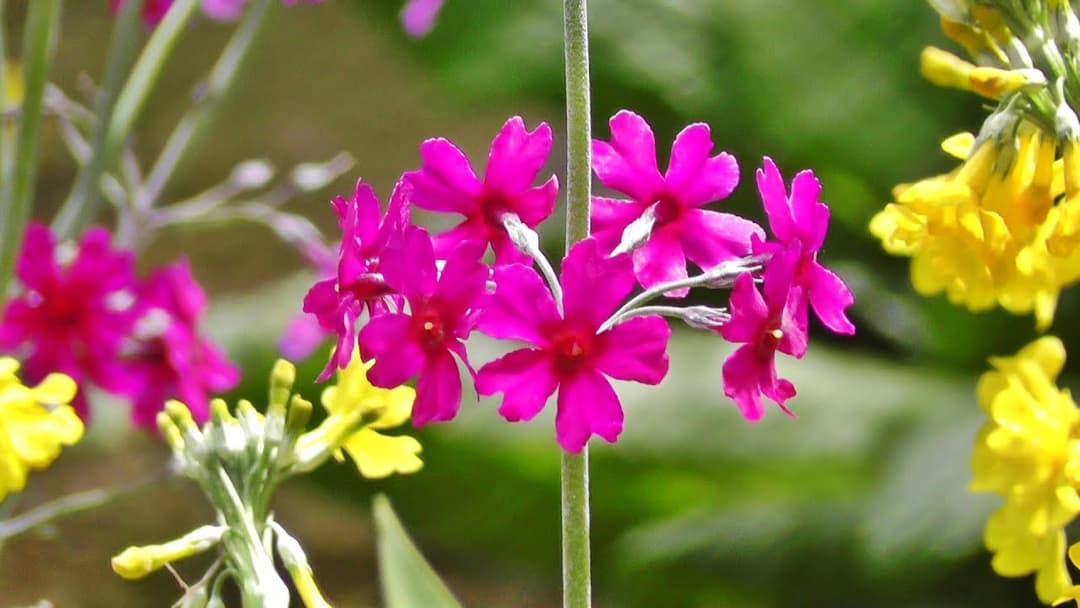 Relaxing Bird Song, Nature Sounds & Flowers for Stress Relief, Meditation, Sleep & Study