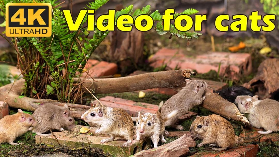Cat TV: Mice on the Move – Endless Entertainment for Cats in Crystal Clear 4K | Catflix