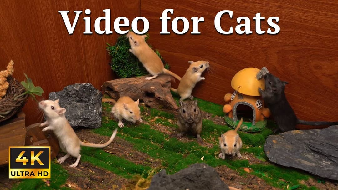 Cat TV: Hide & Seek with Tiny Mice at Night – Perfect Nap-Time Video | Catflix