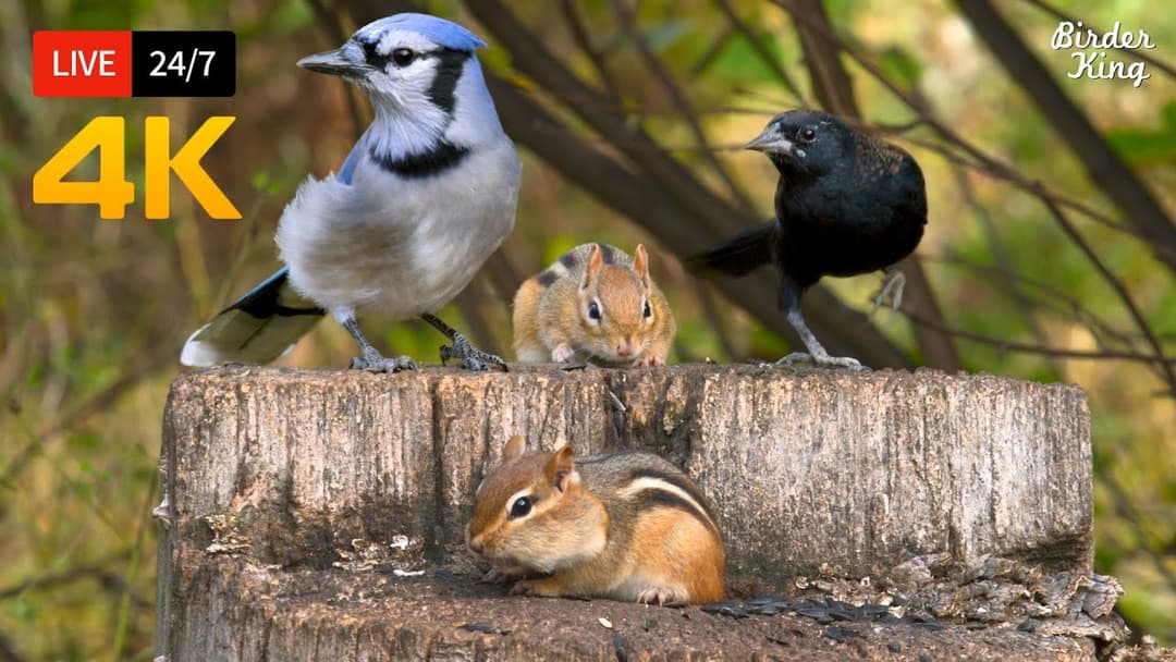 🔴 24/7 LIVE: Cat TV for Cats to Watch 😺 So Cute Birds Chipmunks Squirrels in 4K