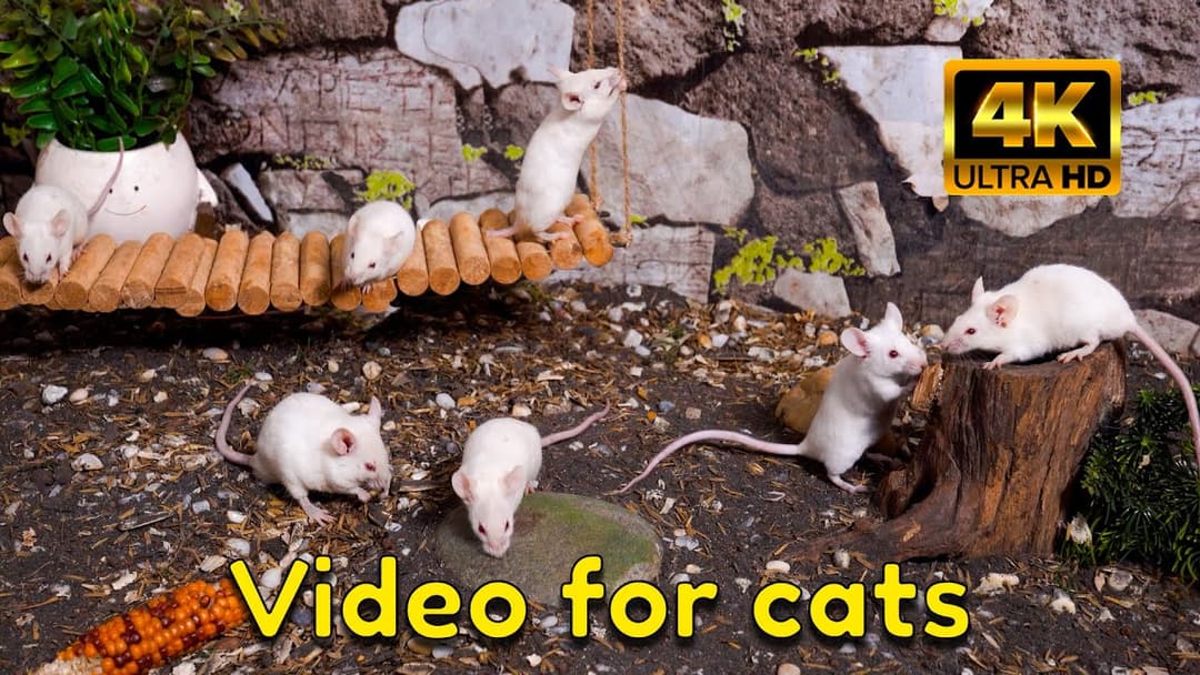 Cat TV: The Great Tiny Mice Adventure on the Rope Bridge! | Hide & Seek for Cats