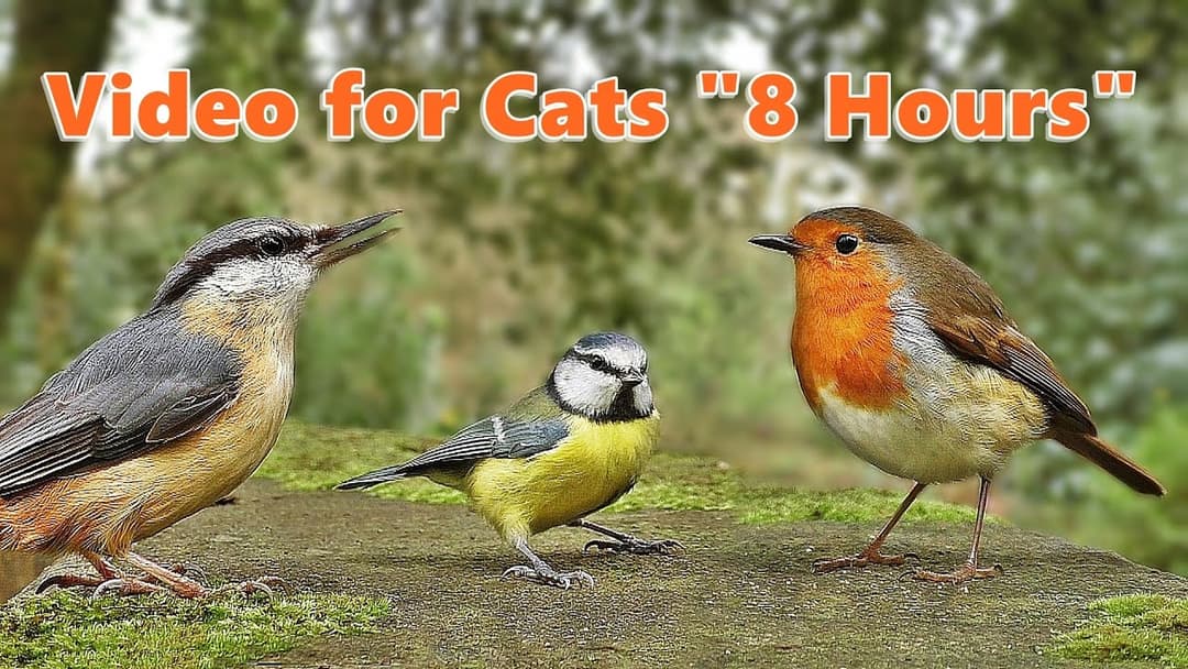 Videos for Cats to Watch - Bird Fun * 8 HOURS *