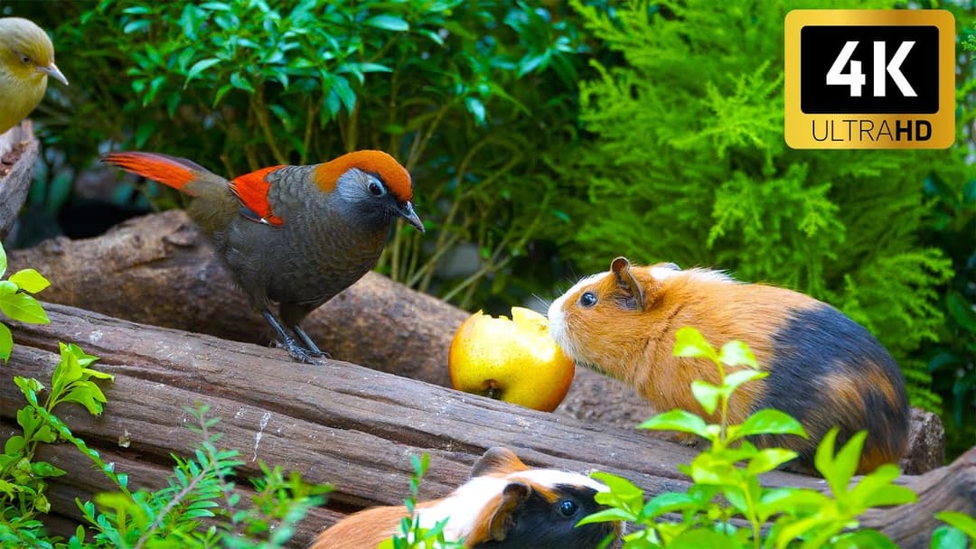 Captivating Nature TV for Cats 🐿️ Birds & Squirrels Scurry for Food in Stunning 4K HDR 🕊️ Ad-Free