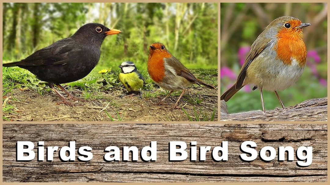 Birds, Bird Song and Sounds : Woodland