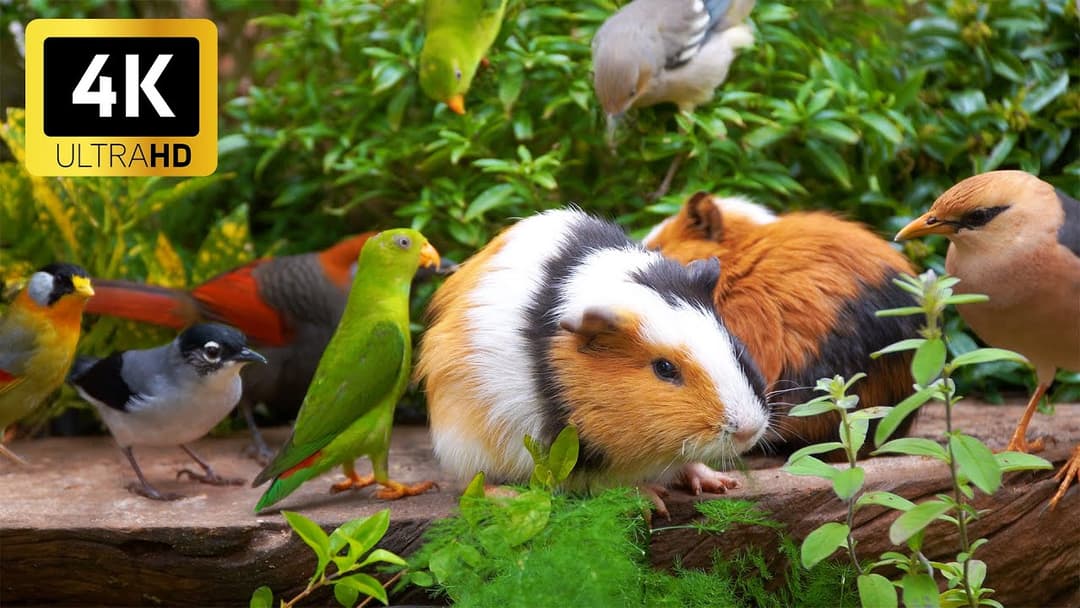 Magical Garden Cat TV 😻 Summer Tea Party with Birds & Squirrels 🐿️ Bird Videos for Cats 4K HDR