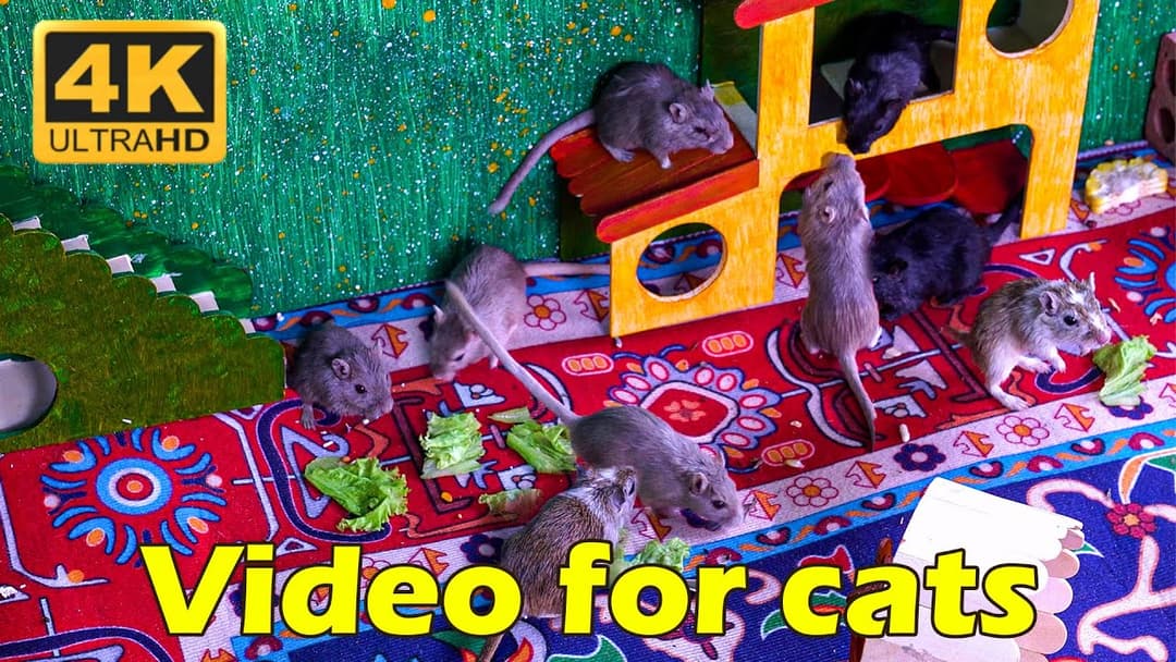 Cat TV: Dive Into the World of Cats and Mice – Watch in Stunning 4K! | Catflix