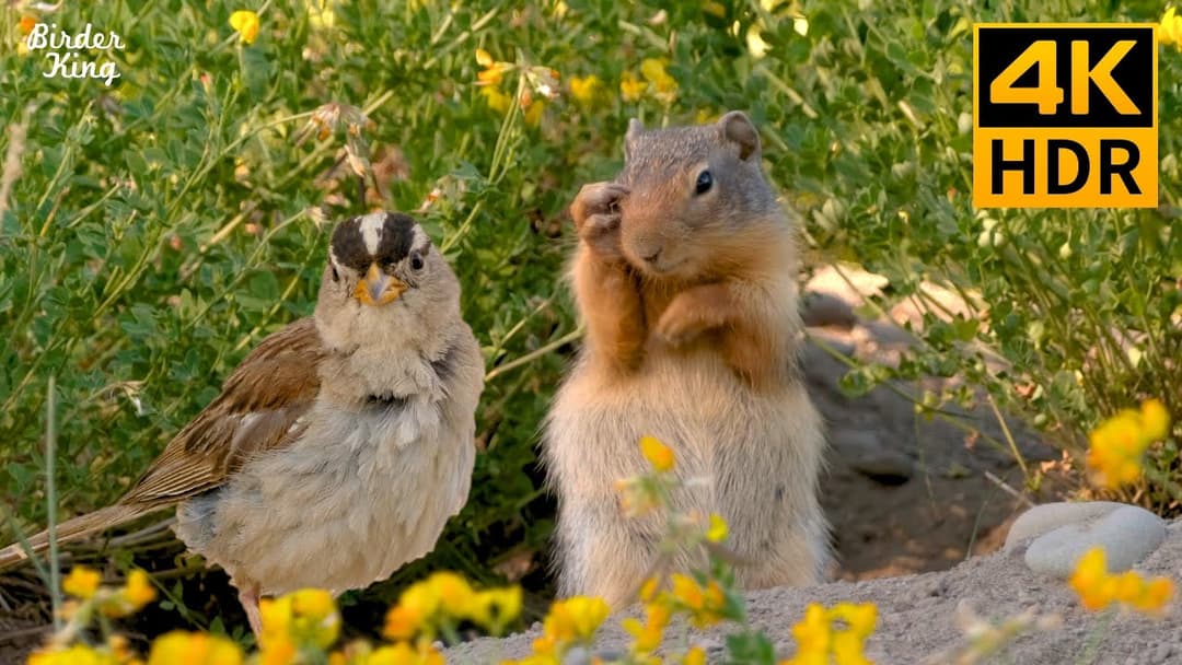 Cat TV 🐱🌼 Cute ground squirrels and flowers. Beautiful sparrows and doves (4K HDR)