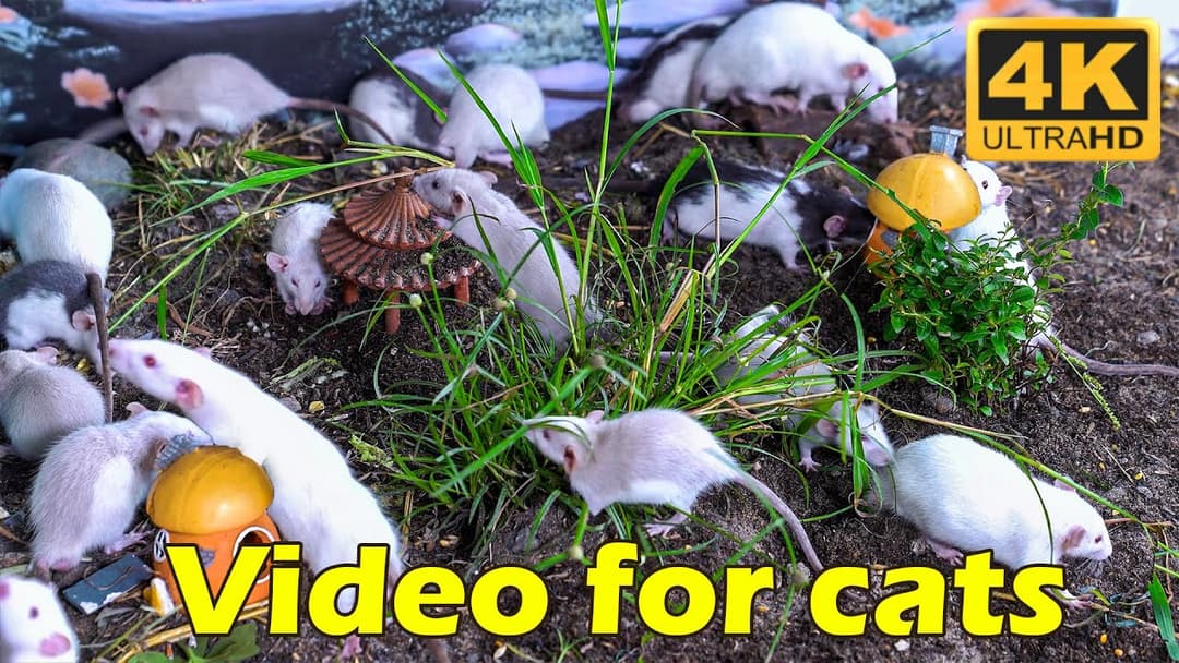 Cat TV: Endless Mouse Hunt for Curious Cats - 4K UHD, 3 Hours of Fun! | Catflix