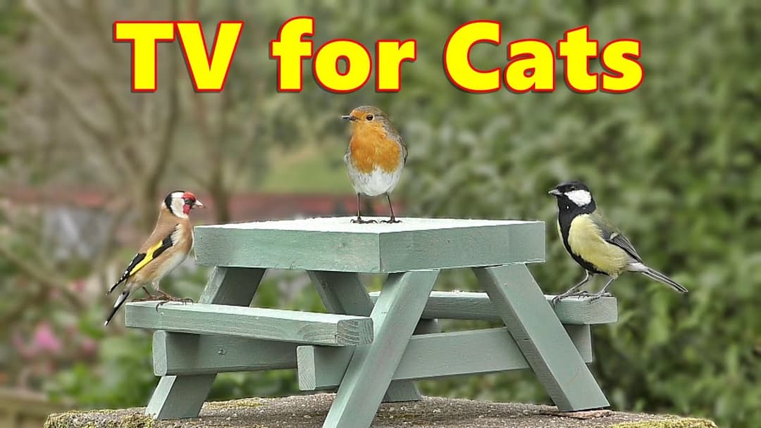 Cat TV ~ Bird Watching Videos for Cats