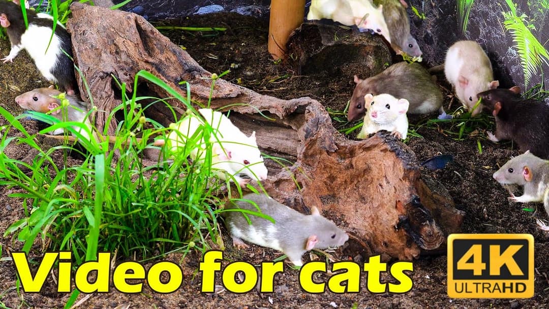 Cat TV: Non-stop Hide & Seek Fun on Cat TV - 3 Hours of Mice in 4K UHD for Cats | Catflix