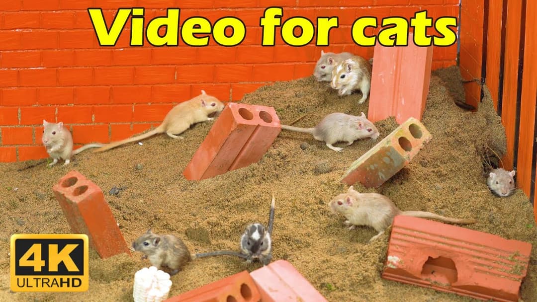 Cat TV: Exciting Hide & Seek Adventures with Tiny Mice for Cats in 4K UHD - 3 Hours of Fun | Catflix