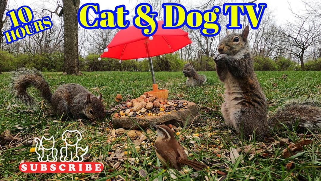 10-Hour Dog & Cat TV 😸🐶📺| Squirrels & Birds eat under tiny ☂ | Finch, Dove 🕊 Cardinals 🐦Chickadees