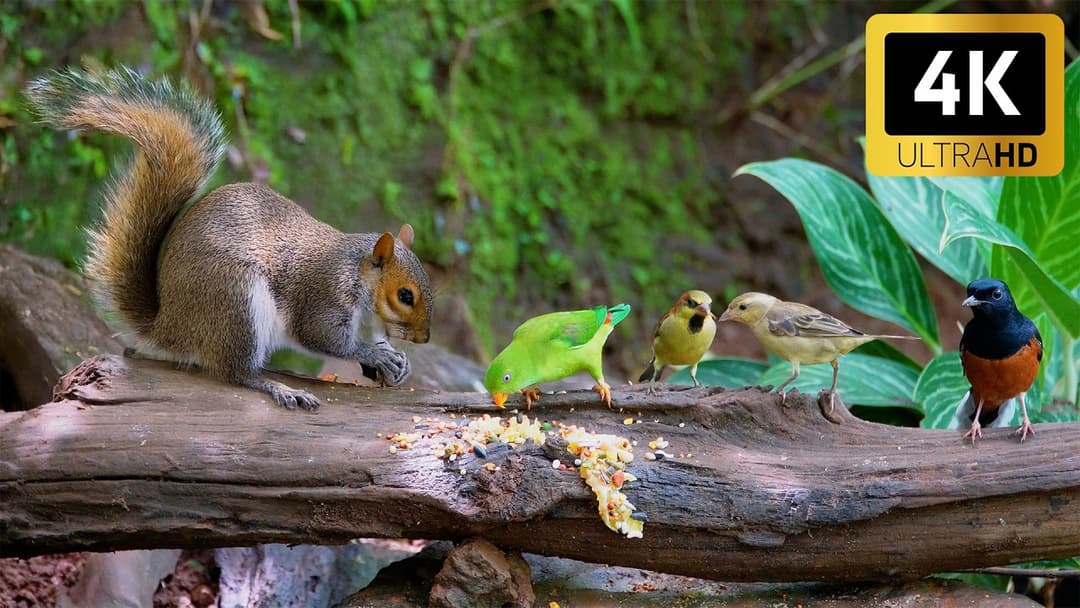 [NO ADS] Cat TV for Cats to Watch 😺 Cute Chipmunks, Birds, Squirrels 🐿 Nature Fun 4K HDR 60FPS