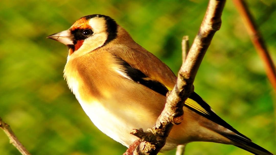 Goldfinch Bird Song and Sounds - Birds Singing - One Hour of Beautiful Goldfinches
