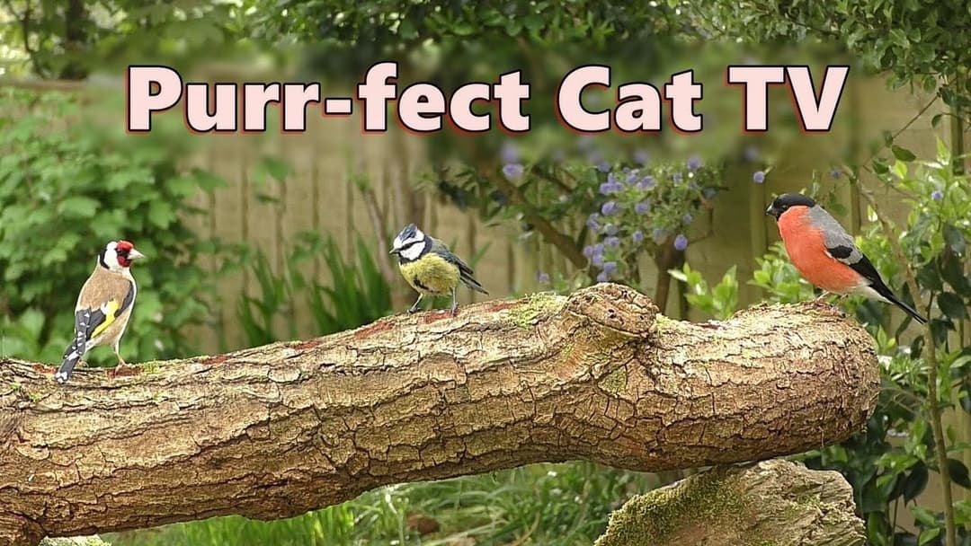 Cat TV Show ~ Purr-fect Videos for Cats to watch Birds