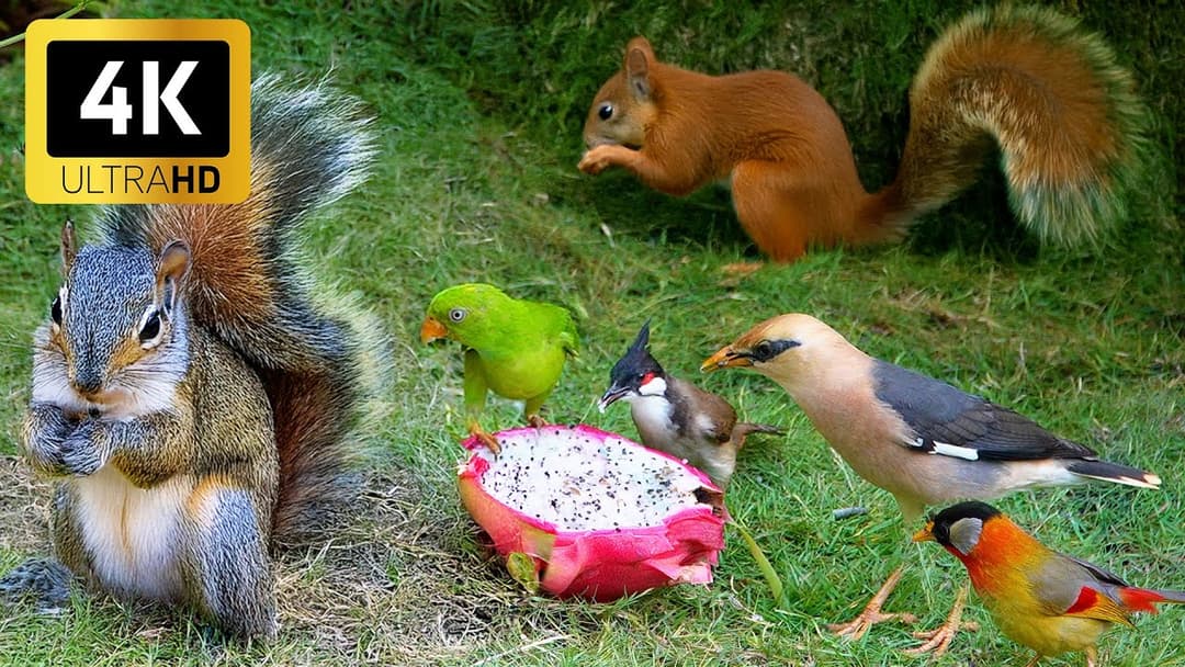 Magical Nature for Cats 😻 Birds & Squirrels Snack in the Golden Sunshine 🕊️🐿️ Relaxing Cat Video 4K