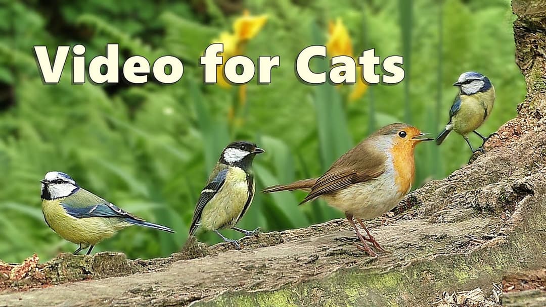 Videos for Cats : Birds & Squirrels Galore - 8 HOURS