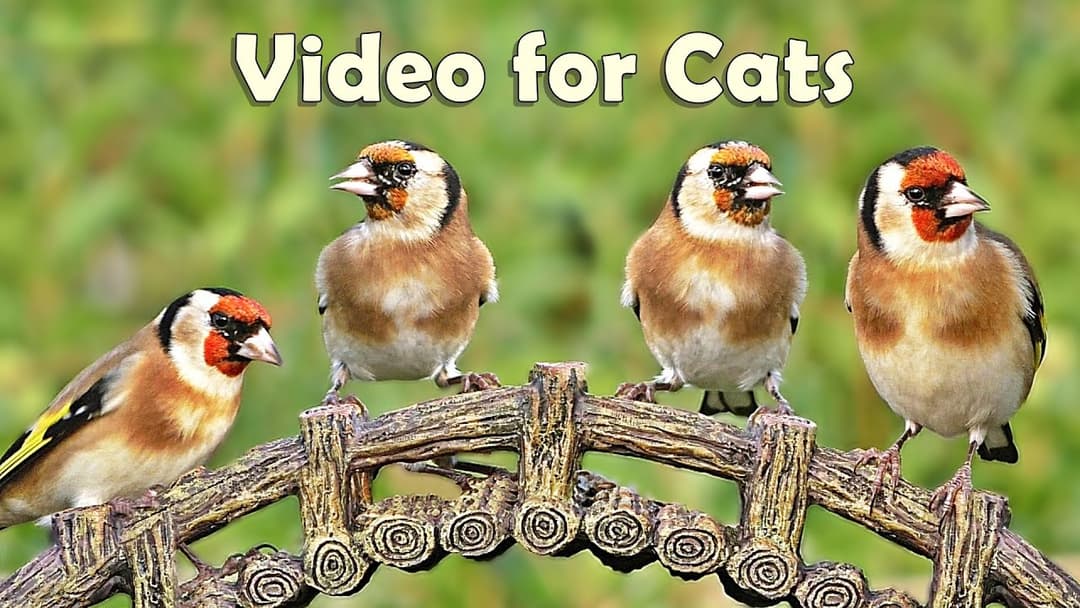 Videos for Cats to Watch Birds : 8 HOURS at Goldfinch Garden