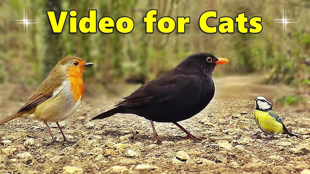 Catflix : Videos for Cats TV ~ Birds for You and Your Cat to Watch  ⭐ 8 Hours of Cat TV ⭐