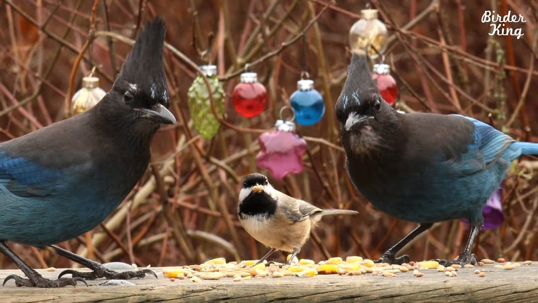 CAT TV: Christmas Party with Beautiful Birds and Squirrels.