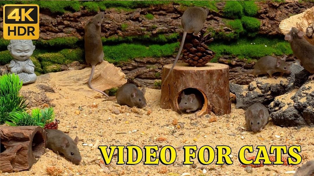 4K HDR Mice Playtime for Cats: Hide & Seek Zen Garden – Tiny Mice Explore Buddha Burrows in 4K