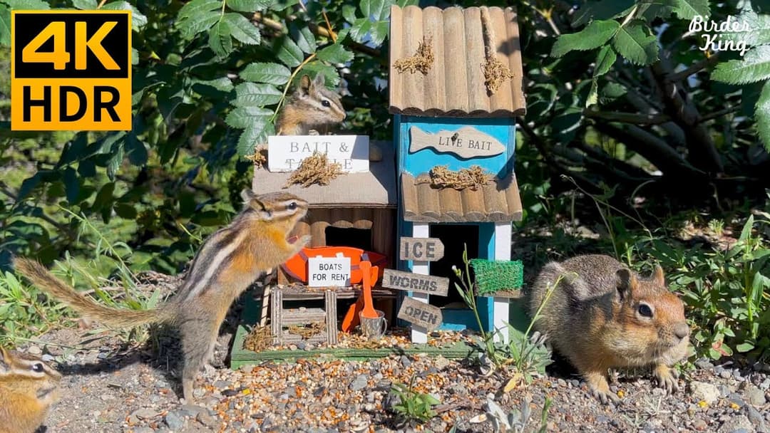 Cat TV for Cats to Watch😺10 Hours🐿Chipmunks, Squirrels, the Little Mountain Shop(4K HDR)