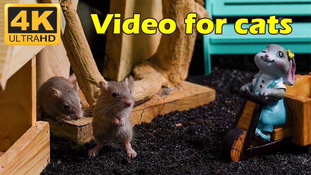 Cat TV: Endless Mouse Chase in a Wood Hole Wonderland - 3 Hours 4K UHD | Catflix