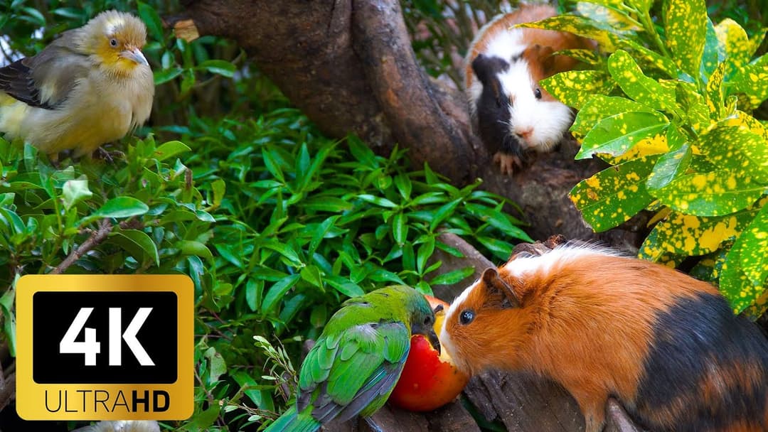 Cat TV for Cats 😻 Birds & Squirrels Find a Surprise Feast on the Wall 🐿️ 4K HDR Video