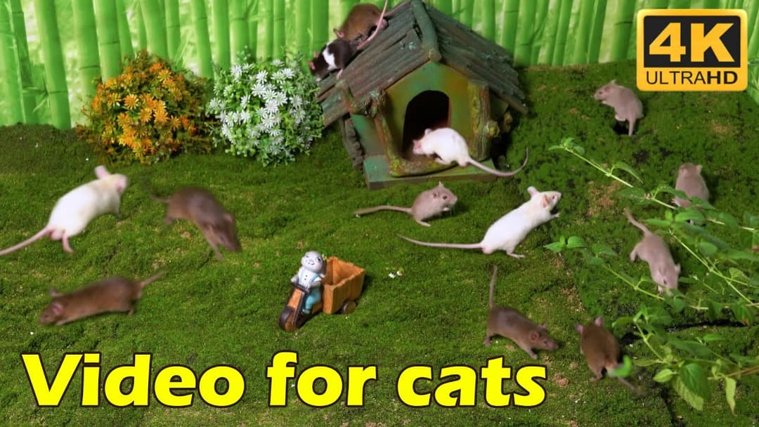 Cat TV: Relaxing Hide & Seek with Tiny Mice – 4K UHD Cat Entertainment for Hours