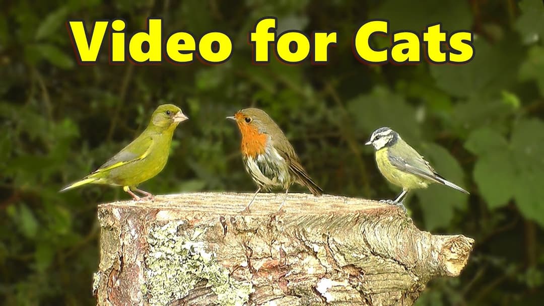 Videos for Cats to Watch ⭐ 8 Hours of Beautiful Little Birds ⭐