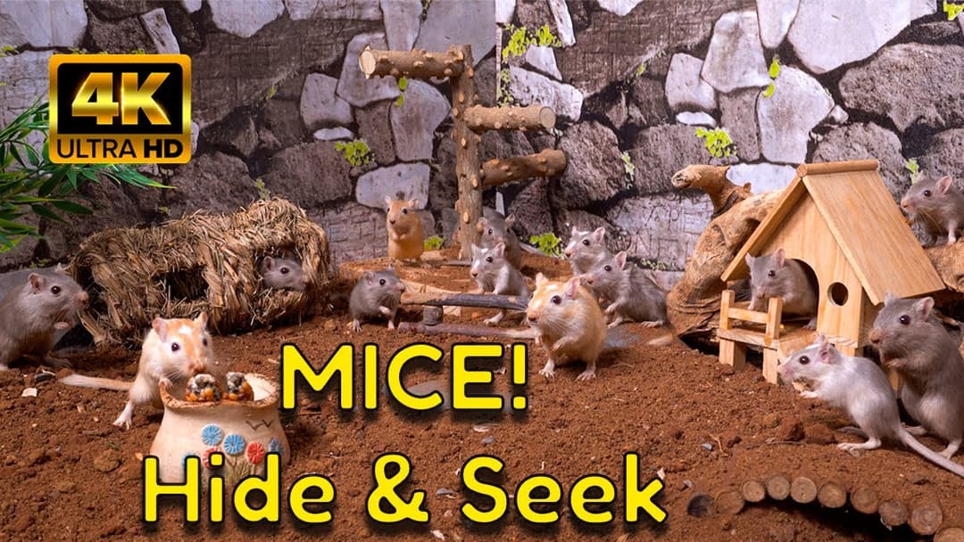 The Best Hide & Seek Video | A Busy Day in the Gerbil Neighborhood!