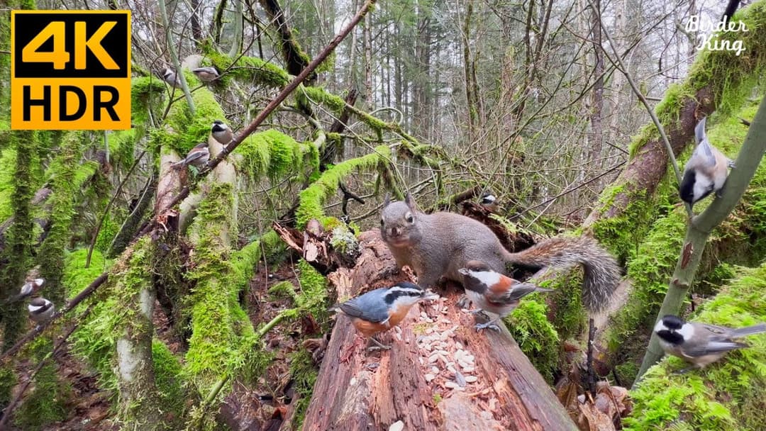 Cat TV for Cats to Watch 😺📺 Cute Birds in the Forest 🐦 Funny Ground Squirrels 🐿 8 Hours(4K HDR)