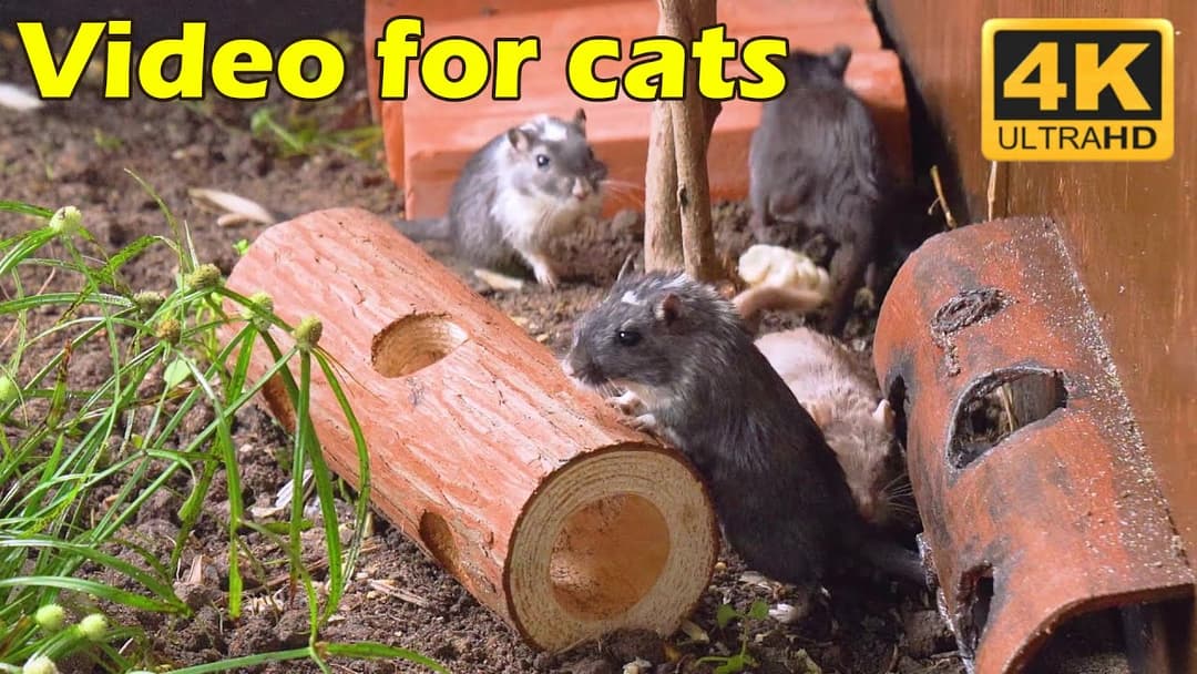 Cat TV: Hide & Seek Fun with Tiny Mice – 4 Hours of Catflix in Stunning 4K for Your Feline Friend