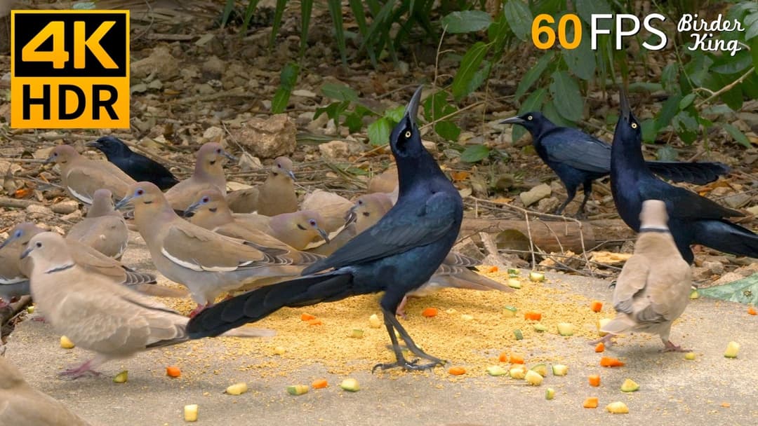 Cat TV for Cats to Watch 😺🐦‍⬛ The Regal Black Birds and Elegant Doves 🐦 Cat Games No Squirrels