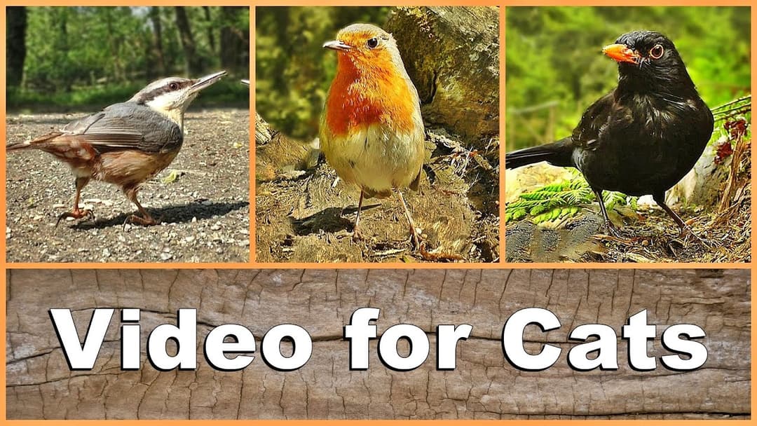 Movies for Cats : Birds, Bird Song and Sounds