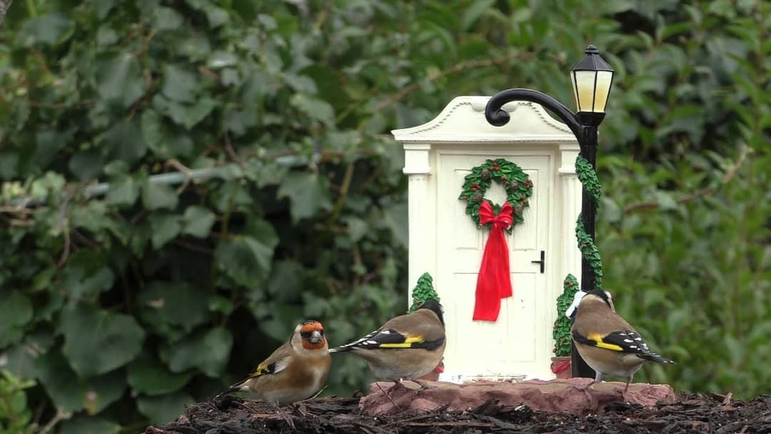 Birds Singing and Chirping at The Christmas Door : Goldfinch, Robin & More