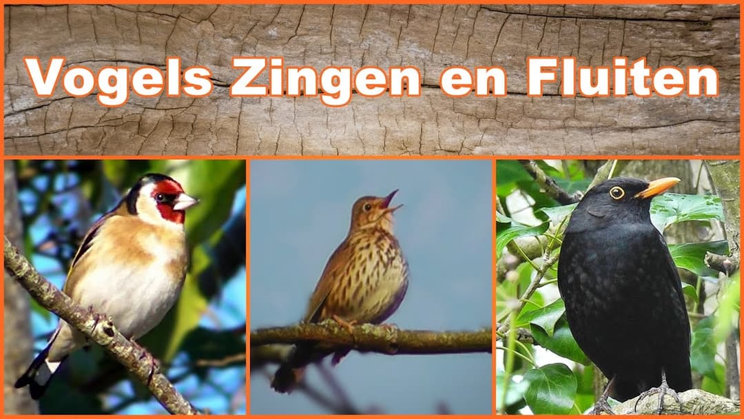 Vogels Zingen en Fluiten