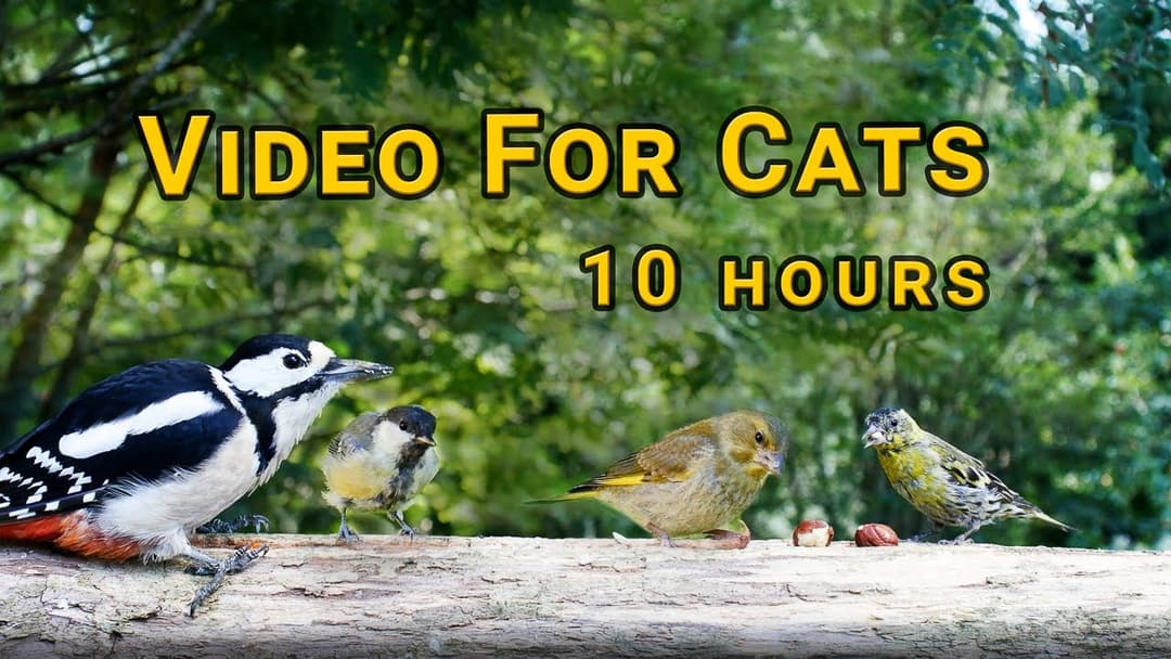 TV for Cats 🌟 Backyard Bird and Red Squirrel Watching 🌟 10 HOURS 4K UHD | No mid-roll ads