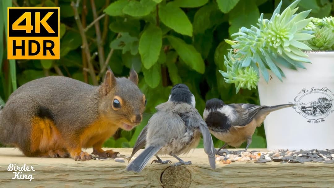 Cat TV for Cats to Watch😺8 Hours🐦Cute birds, squirrels, chipmunks, and the succulent plant(4K HDR)