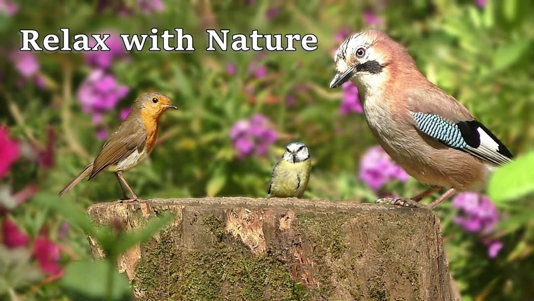 Birds for Cats to Watch FUN ⭐ Relax with Birds and Nature - 8 Hours NEW ⭐