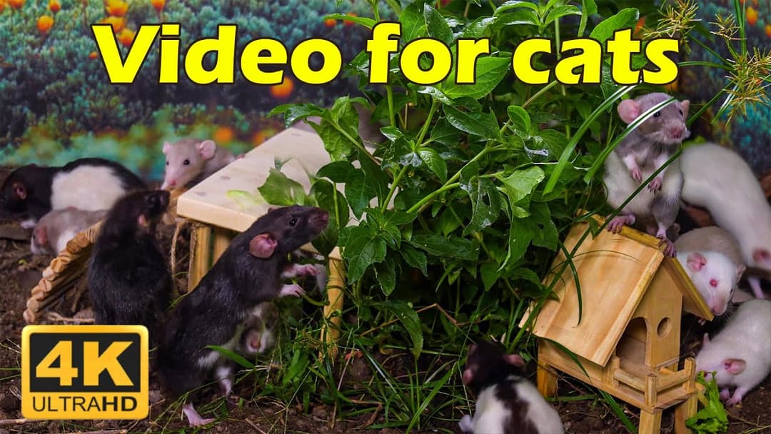 Cat TV: 3 Hours of Tiny Mice Hideouts – Cat TV in Spectacular 4K UHD | Catflix