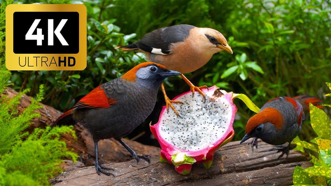 Relaxing Cat TV for Cats 😸 Squirrels & Birds in the Garden 👀 The Ultimate 4K Viewing for Cats